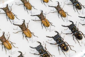 Sachets transparents de gel de silice coloré orange, conçus pour lutter contre l'humidité dans des boîtes d'entomologie, offrant une protection efficace et une surveillance visuelle du niveau de saturation.