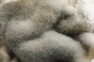 Sachets déshydratants essentiels pour prévenir le développement de moisissures et protéger les produits sensibles, comme les textiles et les aliments, de l'humidité.