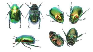 Les cadres entomologiques nécessitent une conservation optimale pour préserver l'intégrité des insectes. Grâce aux dessiccants, l’humidité est maîtrisée, évitant ainsi la formation de moisissures et assurant une protection durable des spécimens.