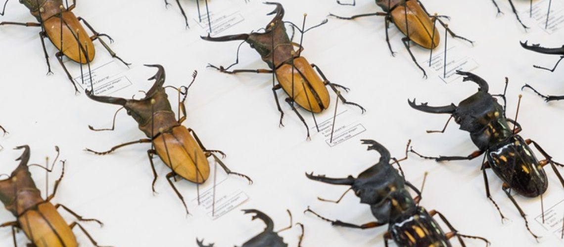 Sachets transparents de gel de silice coloré orange, conçus pour lutter contre l'humidité dans des boîtes d'entomologie, offrant une protection efficace et une surveillance visuelle du niveau de saturation.