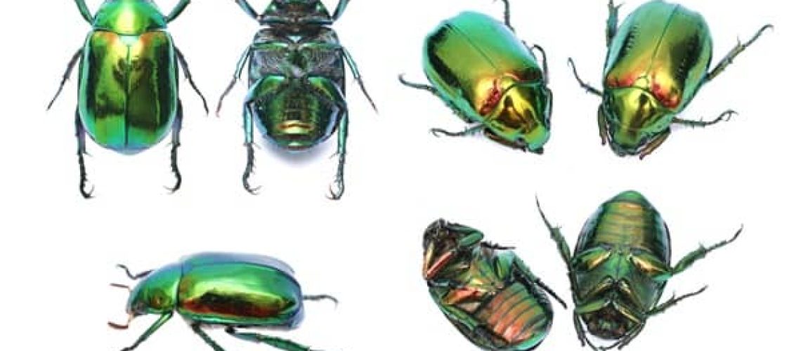 Les cadres entomologiques nécessitent une conservation optimale pour préserver l'intégrité des insectes. Grâce aux dessiccants, l’humidité est maîtrisée, évitant ainsi la formation de moisissures et assurant une protection durable des spécimens.